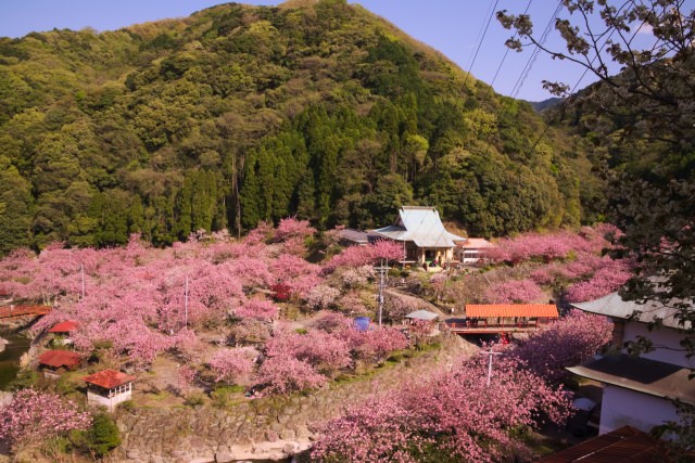 一心寺 桜祭り